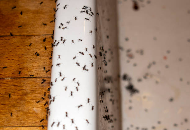 Best Wildlife Control Services  in Johnson Lane, NV