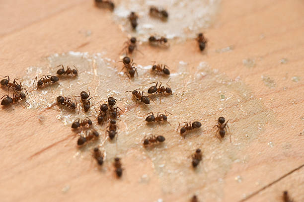 Best Pest Control Near Me  in Johnson Lane, NV