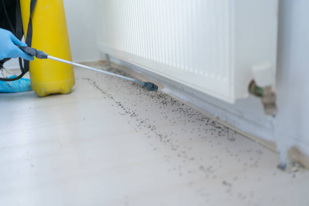 Best Bed Bug Extermination  in Johnson Lane, NV